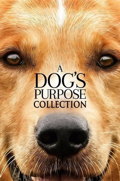 Dog’s Purpose Collection (2017-2019)